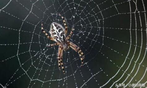 家裡很多蜘蛛網